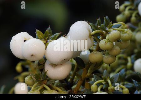 Gaultheria mucronata (Pernettya mucronata) Banque D'Images