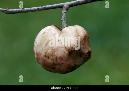 Guêpe gallique de la pomme de chêne (Biorhiza pallida), Galle, Rhénanie du Nord-Westphalie, Allemagne Banque D'Images
