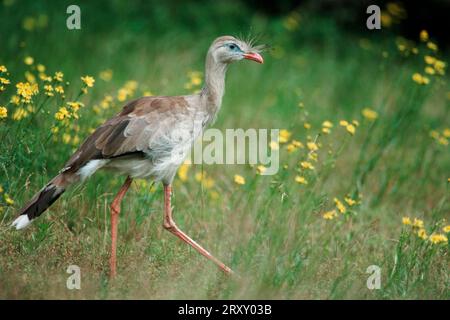 Seriema à pattes rouges (Cariama cristata), Seriema, latéral, latéral Banque D'Images