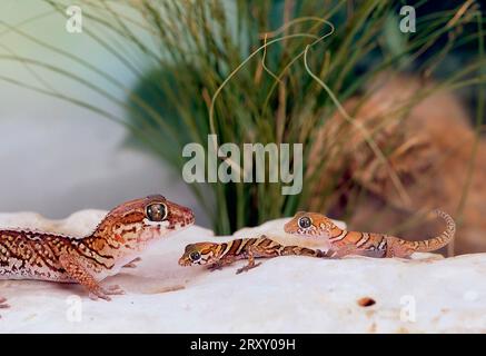 Gecko malgache à grosse tête avec des jeunes (Paroedura pictus), gecko mouillé de Madagascar Banque D'Images