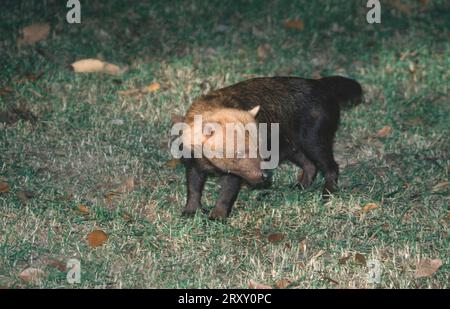 Chien de brousse (Speothos venaticus), chien de brousse, Brésil Banque D'Images