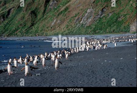 Colonie de pingouins royaux (Eudyptes schlegeli) sur la plage de Sandy Bay, île Macquarie, Tasmanie, Australie, colonie de pingouins royaux sur la plage de Sandy Bay Banque D'Images