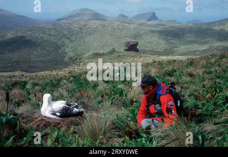 Homme regardant l'albatros royal sur le nid, îles Auckland, Nouvelle-Zélande, Homme regardant l'albatros royal du sud (Diomedea epomophora) sur le nid Banque D'Images