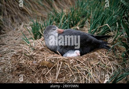 Pétrel géant du Nord (Macronectes halli) avec poussins dans le nid, baie King Haakon, Géorgie du Sud Banque D'Images