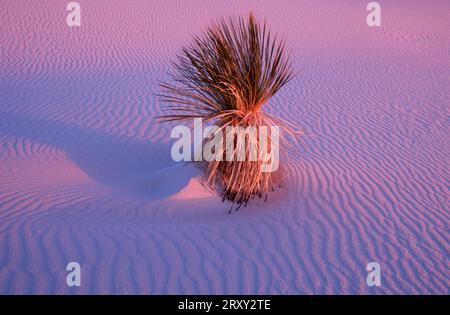 Savon d'arbre de yucca dans le désert, monument national de White Sands, Nouveau-Mexique, États-Unis (Yucca filamentosa) Banque D'Images