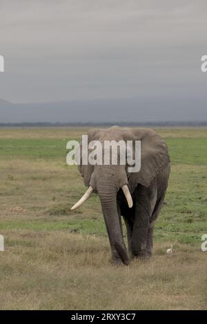 Taureau éléphant mâle solitaire marchant sur la prairie vers la caméra, regardant dans elle, dans Amboseli Nationalpark, Kenya, Afrique Banque D'Images