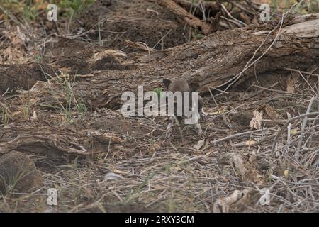 Chiot nouveau-né African Wild Dog laissé seul à côté d'un arbre rampant dans le parc national Tsavo Ouest, Kenya, Afrique Banque D'Images