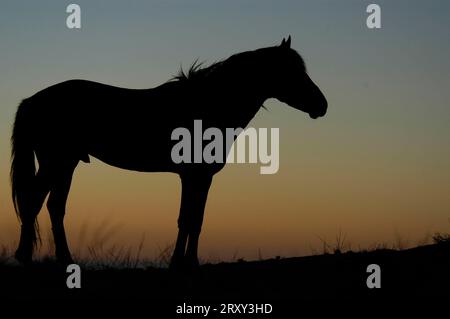 Wildhorse, étalon sauvage, étalon, étalon désert, côté, ia, étalon, Namib Naukluft Park, Namibie Banque D'Images