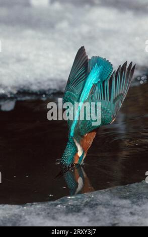 River Kingfisher, Hesse, Kingfisher en plongée, Common Kingfisher (Alcedo atthis), Allemagne Banque D'Images