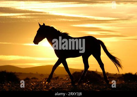 Wildhorse, cheval sauvage, cheval du désert, côté, ia, parc Namib Naukluft, Namibie Banque D'Images