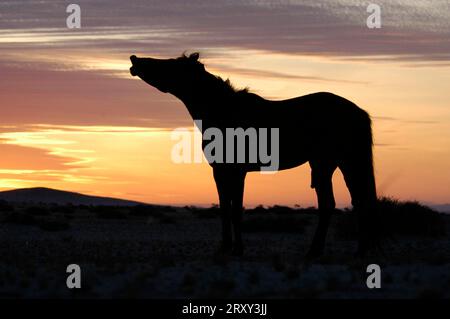 Wildhorse, étalon sauvage, étalon, flehmen, étalon du désert, seitlich, côté, ia, étalon, Namib Naukluft Park, Namibie Banque D'Images