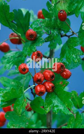 Aubépine commune (Crataegus monogyna), fruits, plantes, famille des roses (Rosaceae), fruits, herbes médicinales Banque D'Images