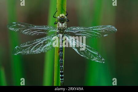 Aumônier vert, Aeshna viridis (Aeshna viridis), autres animaux, autres animaux, libellules, insectes Banque D'Images