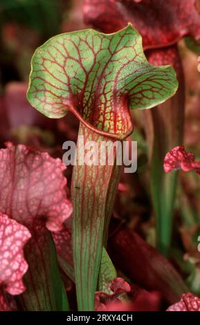 Pichet, plante de pichet, Amérique du Nord (North america), famille des plantes de pichet (Sarracenia) ceae, plantes, plantes carnivores, plantes carnivores Banque D'Images