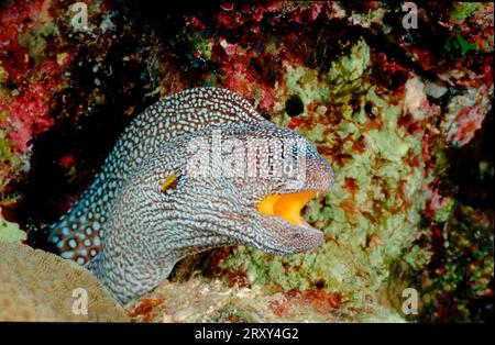 Yellowmouth Moray, Mer Rouge (Gymnothorax nudivomer) Banque D'Images