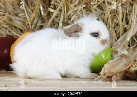 Jeune lapin nain à oreilles léchées, lapin bélier nain à tête de lion, jeune bélier à tête de lion, lapin bélier, lapin domestique, lapin, tête de lion Banque D'Images