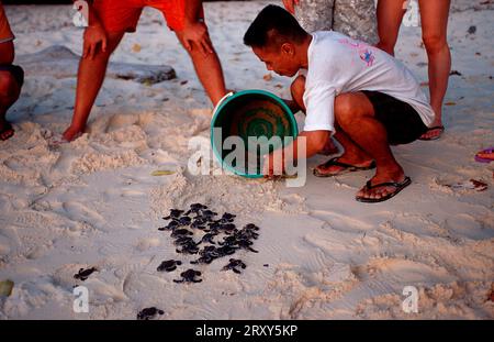 Homme libérant de jeunes tortues vertes (Chelonia mydas), Sipadan, Malaisie Banque D'Images