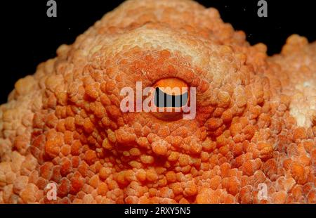Poulpe européenne commune, oeil, Croatie (Octopus vulgaris) Banque D'Images