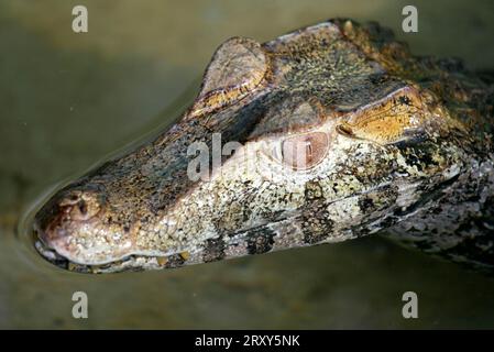 Caiman nain de Cuvier (Paleosuchus palpebrosus) Banque D'Images