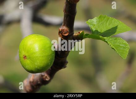 Détail du figuier organique. Figue solitaire verte presque mûre isolée par la lumière du soleil sur un fond naturel. Mise au point sélective peu profonde pour l'effet Banque D'Images