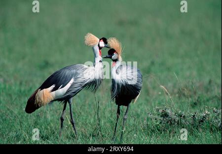 Grues couronnées, Réserve de gibier de Massai Mara, Kenya (Balearica pavonina regulorum), grues couronnées d'Afrique de l'est, Réserve de gibier de Massai Mara, Kenya Banque D'Images