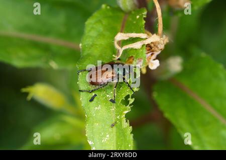 Phyllopertha horticola famille Scarabaeidae Genus Phyllopertha Garden chafer feuillage de jardin coléoptère nature sauvage photographie d'insectes, image, papier peint Banque D'Images