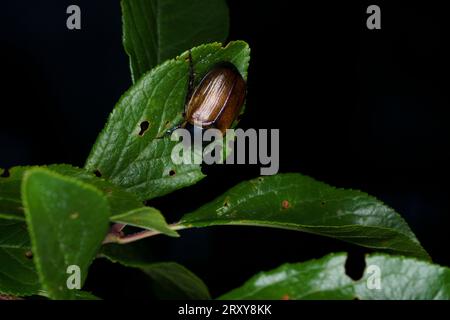 Anomala dubia famille Scarabaeidae genre anomala Dune Chafer nature sauvage photographie d'insectes, image, papier peint Banque D'Images