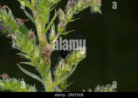 Anomala dubia famille Scarabaeidae genre anomala Dune Chafer nature sauvage photographie d'insectes, image, papier peint Banque D'Images