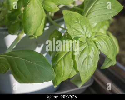 Feuilles de basilic sur la plante poussant dans un pot près de la lumière du soleil en été Banque D'Images