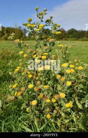 Petit Fleabane - Pulicaria vulgaris Banque D'Images