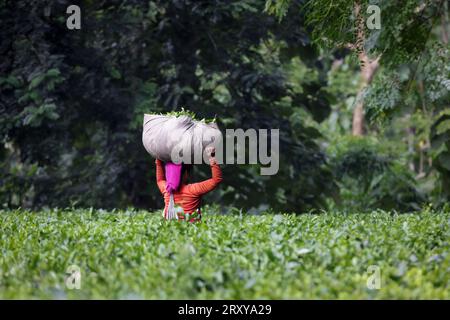 Travailleur transportant des feuilles de thé dans un sac dans le jardin de thé rangapani..cette photo a été prise de Chittagong, Bangladesh. Banque D'Images