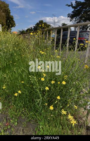 Ragwort à feuilles étroites - Senecio inaequidens Banque D'Images