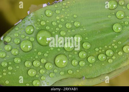 Potamogeton natans; Banque D'Images