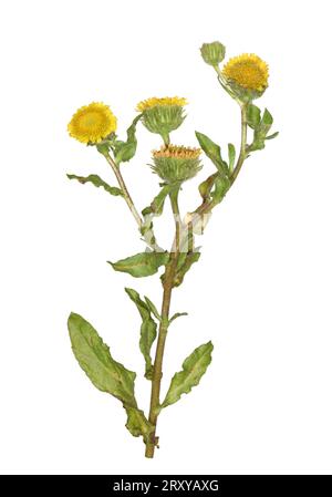 Petit Fleabane - Pulicaria vulgaris Banque D'Images