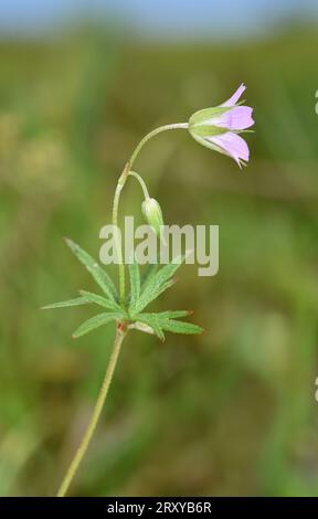 Bec de grue à longue tige - Geranium columbinum Banque D'Images