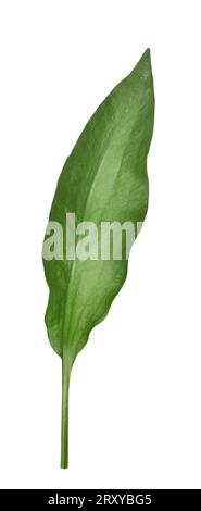 Water-plantain à feuilles étroites - Alisma lanceolatum Banque D'Images