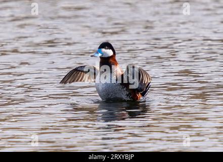 Ruddy Duck drake qui sort de l'eau et bat ses ailes pendant la saison de reproduction. Banque D'Images