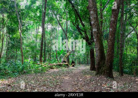 Buddha's Footprint Trail. Beau sentier à travers la forêt près de Chiang Mai, Thaïlande du Nord. Banque D'Images