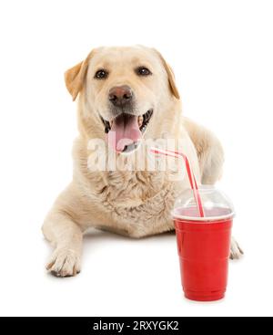 Chien Labrador mignon avec seau de pop-corn et tasse de soda couché sur fond blanc Banque D'Images