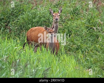 Single Red Deer (Cervus elaphus) arrière et son veau regardent vers le haut tout en naviguant dans le lit profond de la RSPB Leighton Moss Reserve Lancashire England UK Banque D'Images