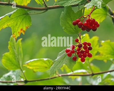 Grappes de baies rouges brillantes de Viburnum arbre ou Guelder Rose (Viburnum opulus) avec des feuilles vertes vibrantes dans les bois, Cumbria Angleterre Royaume-Uni Banque D'Images