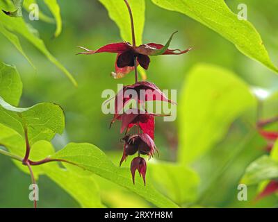 Fleurs rouge foncé de Leycesteria formosa, chèvrefeuille de miel Himalayan baie de faisan, oeil de faisan, larmes d'Elisha sur un fond de feuillage vert vif Banque D'Images