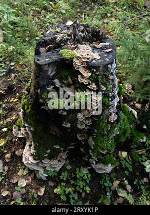 Champignon dentaire (Hericium sp.) , Probablement un champignon dentaire à gradins (H. cirrhatum) poussant sur une bûche pourrie. Photo de Sande (Vestfold & Telemark), NOR oriental Banque D'Images