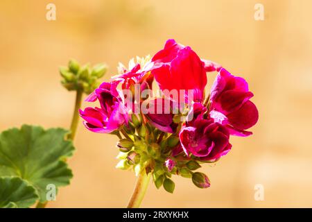 fleur de plante de géranium sur fond neutre Banque D'Images