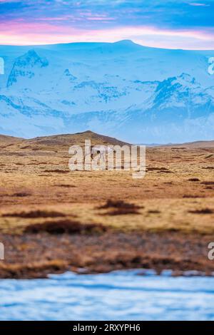 Mooses marchant autour d'un cadre enneigé et de champs avec d'énormes collines enneigées, formant un paysage islandais. Faune scandinave faune polaire en islande, montagnes enneigées naturelles en hiver. Banque D'Images