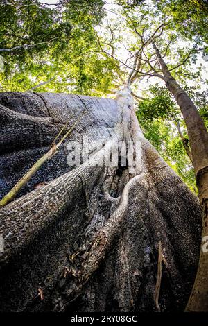 Le plus grand arbre amazonien Angelim Vermelho dans la forêt tropicale humide en été Banque D'Images