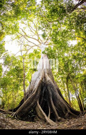 Le plus grand arbre amazonien Angelim Vermelho dans la forêt tropicale humide en été Banque D'Images