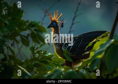 Gros plan hoatzin oiseau de forêt tropicale la nuit caché dans l'arbre avec rétro-éclairage Banque D'Images