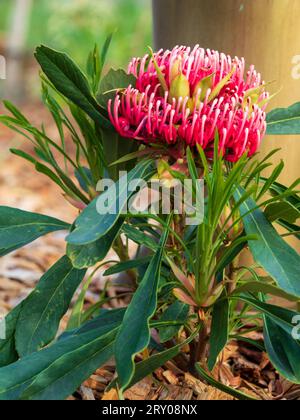 Fleur de Waratah rose en fleur colorée, Australie Banque D'Images