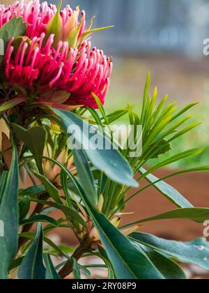 Fleur de Waratah rose en fleur colorée, jardin domestique australien Banque D'Images